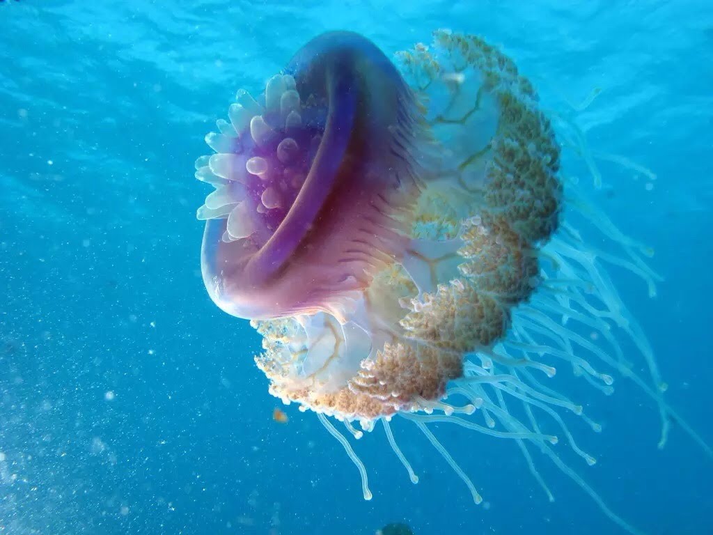 Cool Jellyfish