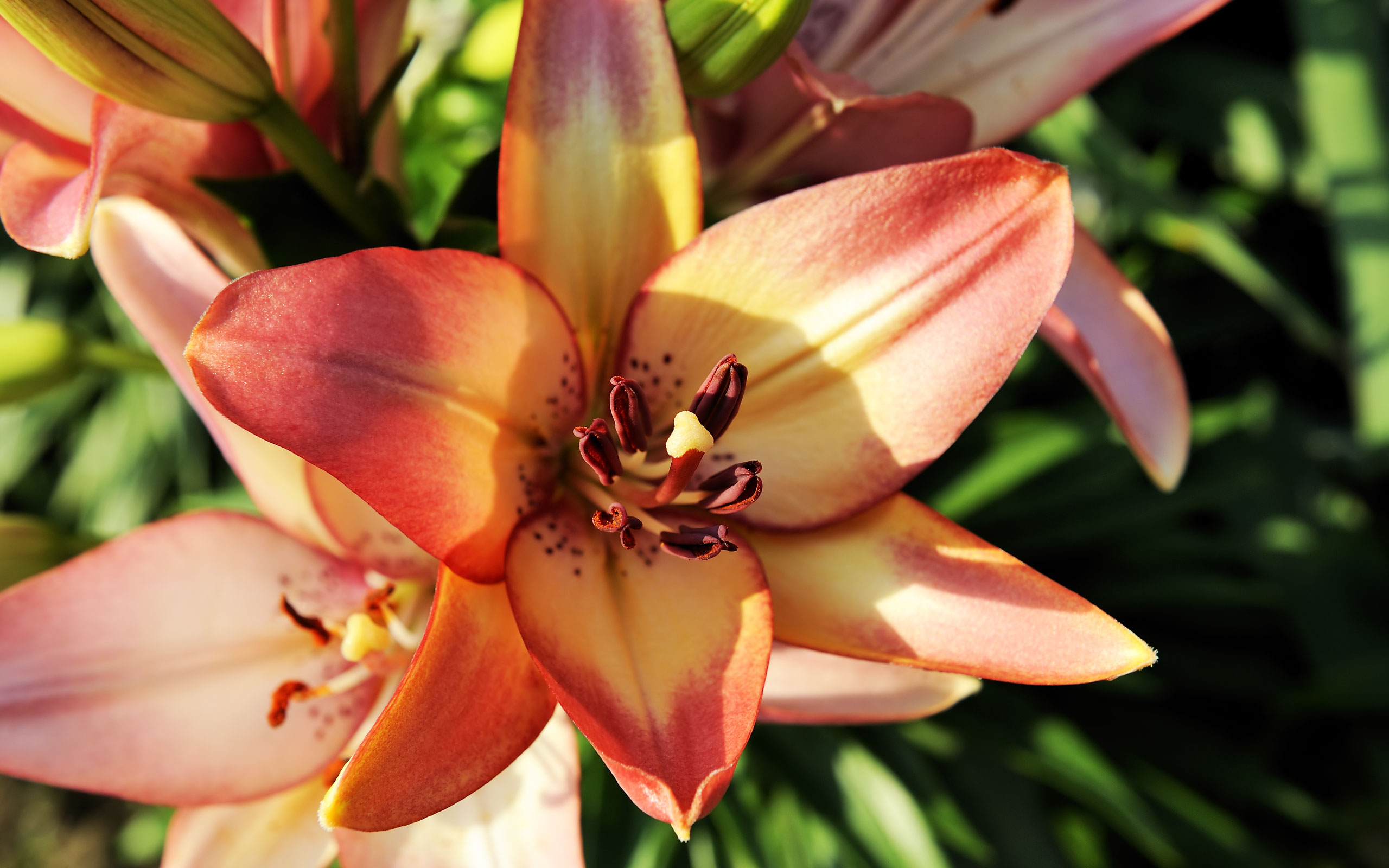 Lily Flowers 32 Cool Wallpapers HD