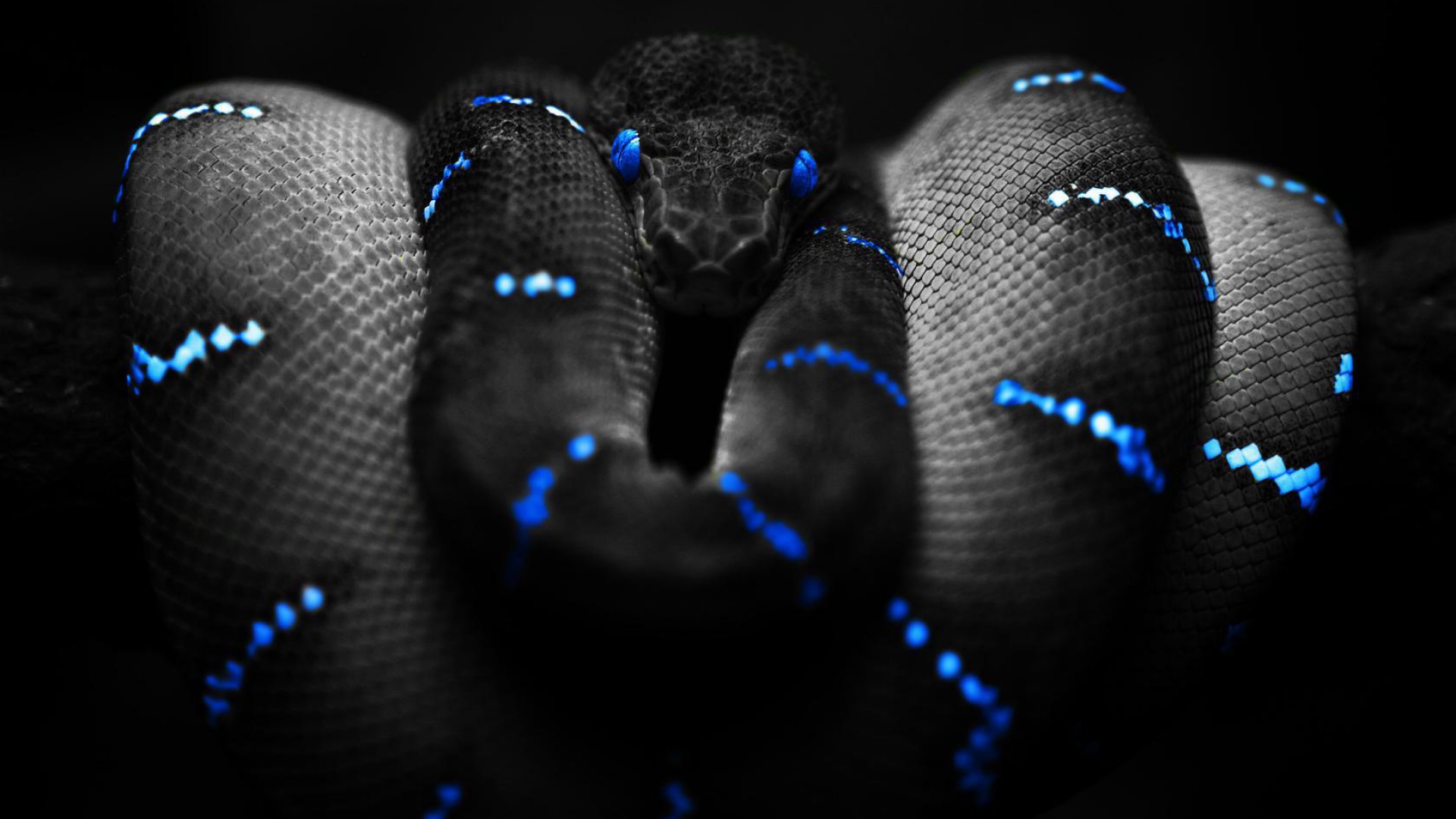 Images for Gt Cool Snakes Wallpapers 1920x1080px
