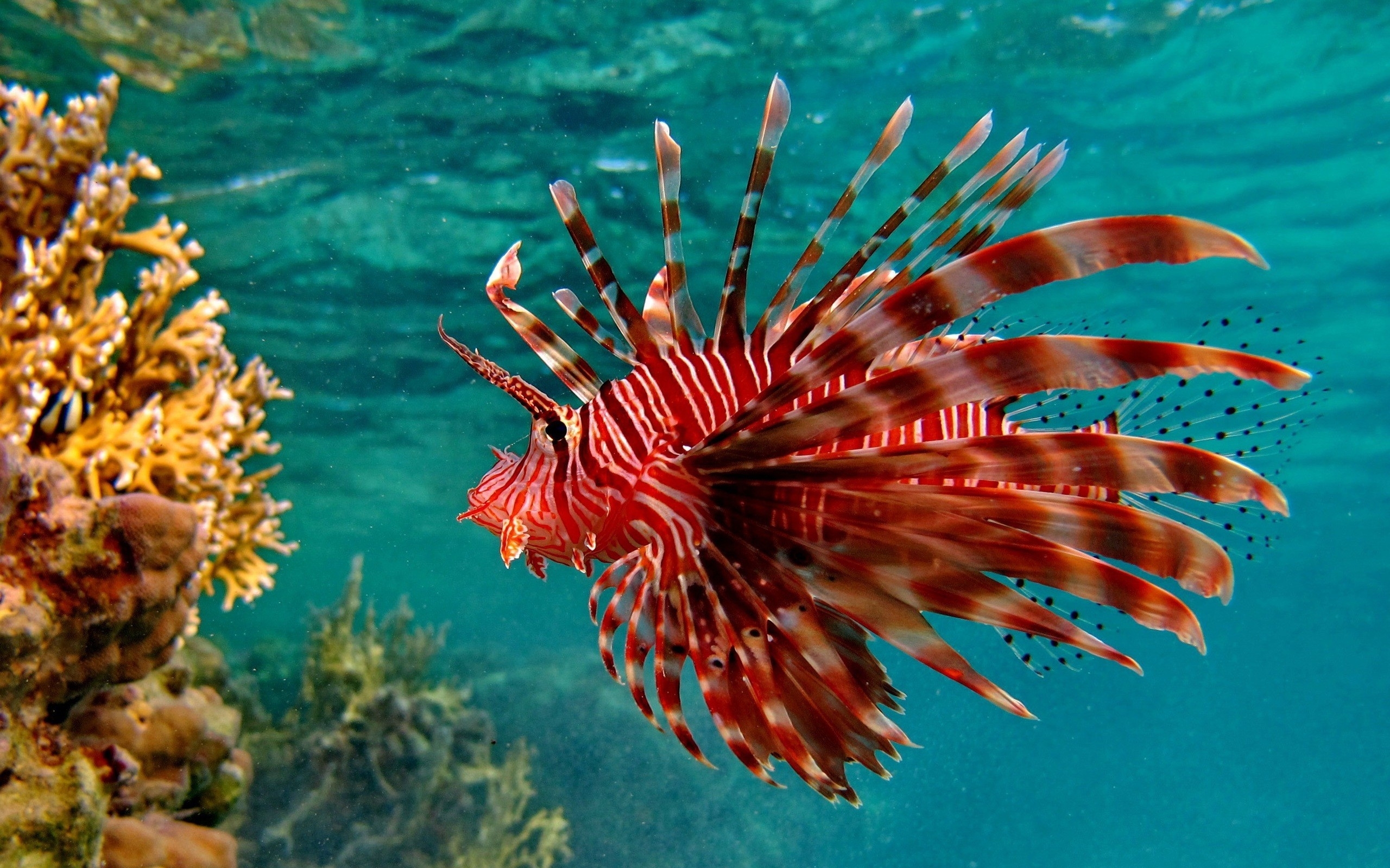 Lionfish Coral Reef