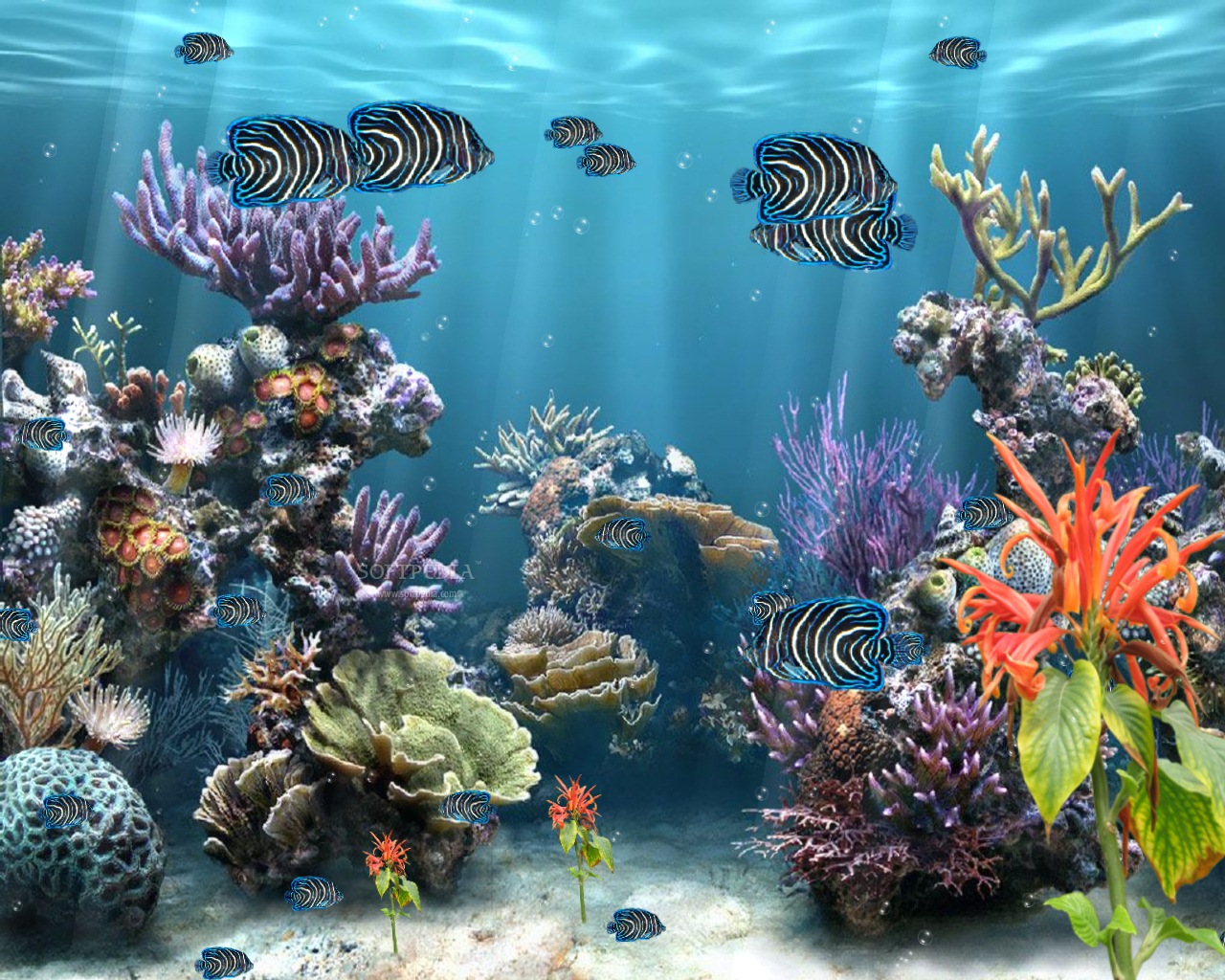 Zoom · mkv; Coral Reef ...