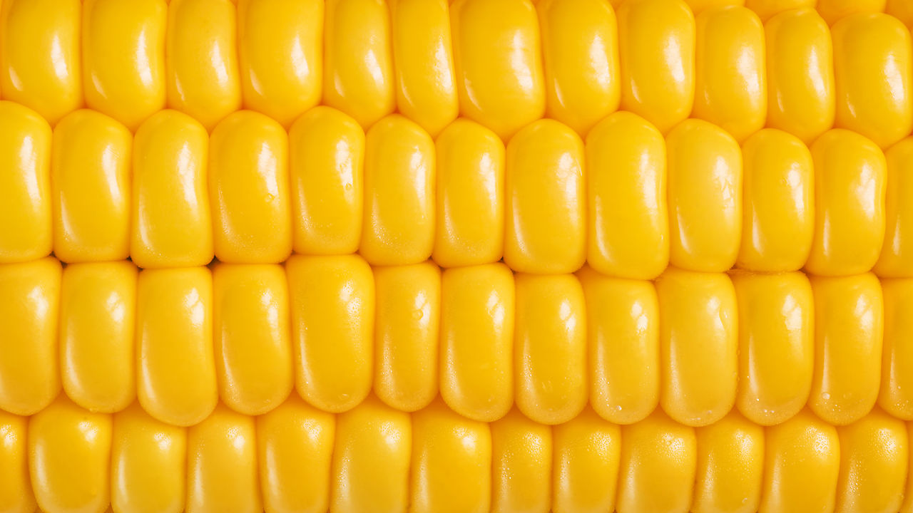 Monsanto Sells Genetically Modified Sweet Corn, But You Probably Aren't Eating It (Yet) | Co.Exist | ideas + impact
