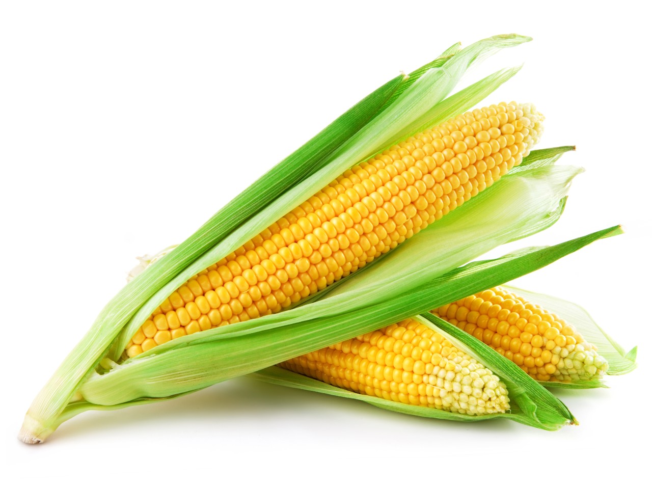Corn Pictures