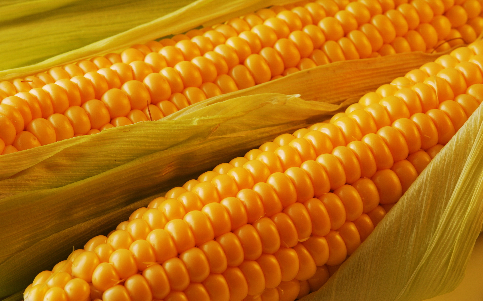 Corn Wallpaper