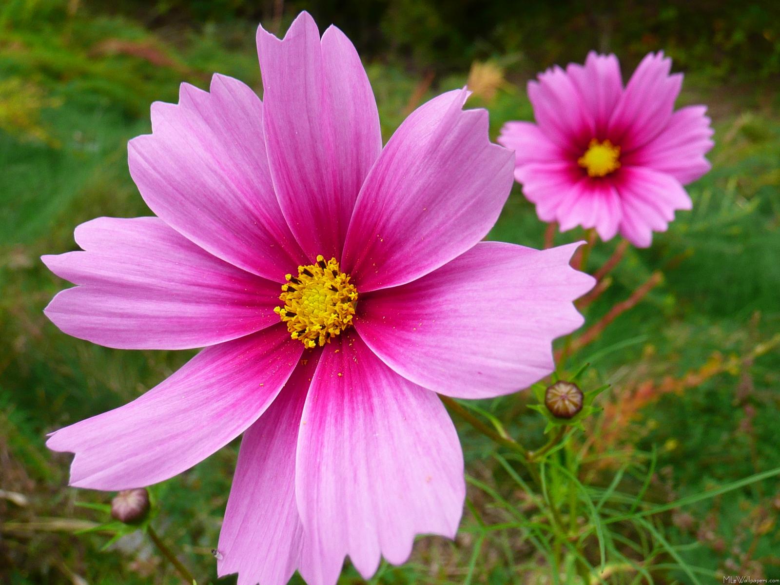 Pink Cosmos Flowers · Click here to download the full size (1600x1200) image