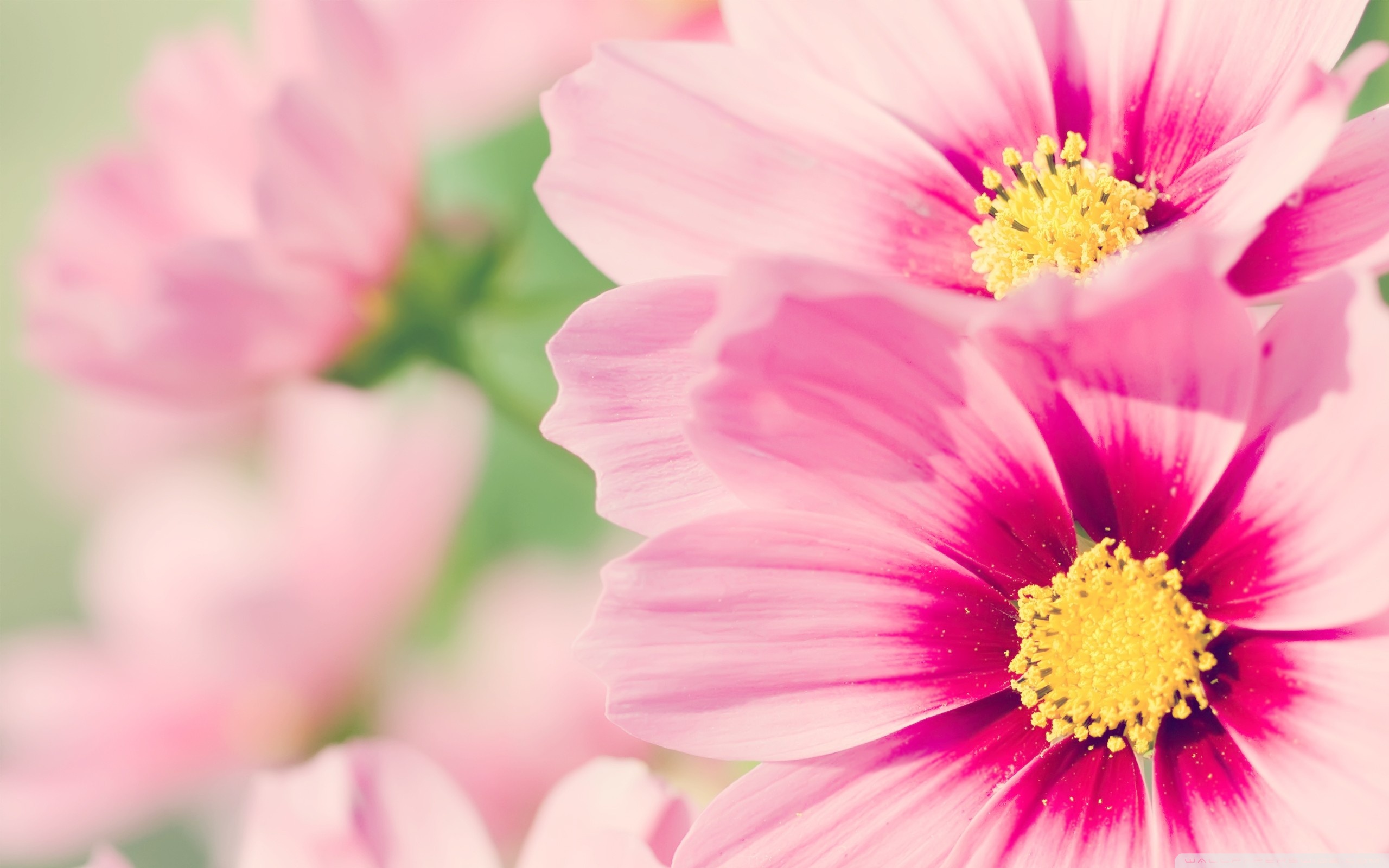 Cosmos Flowers Wallpapers