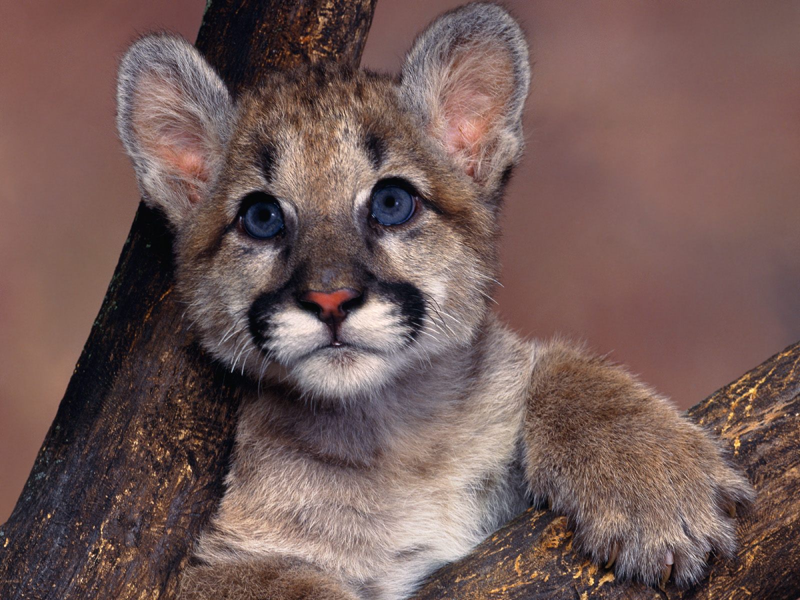 Cougar Kitten