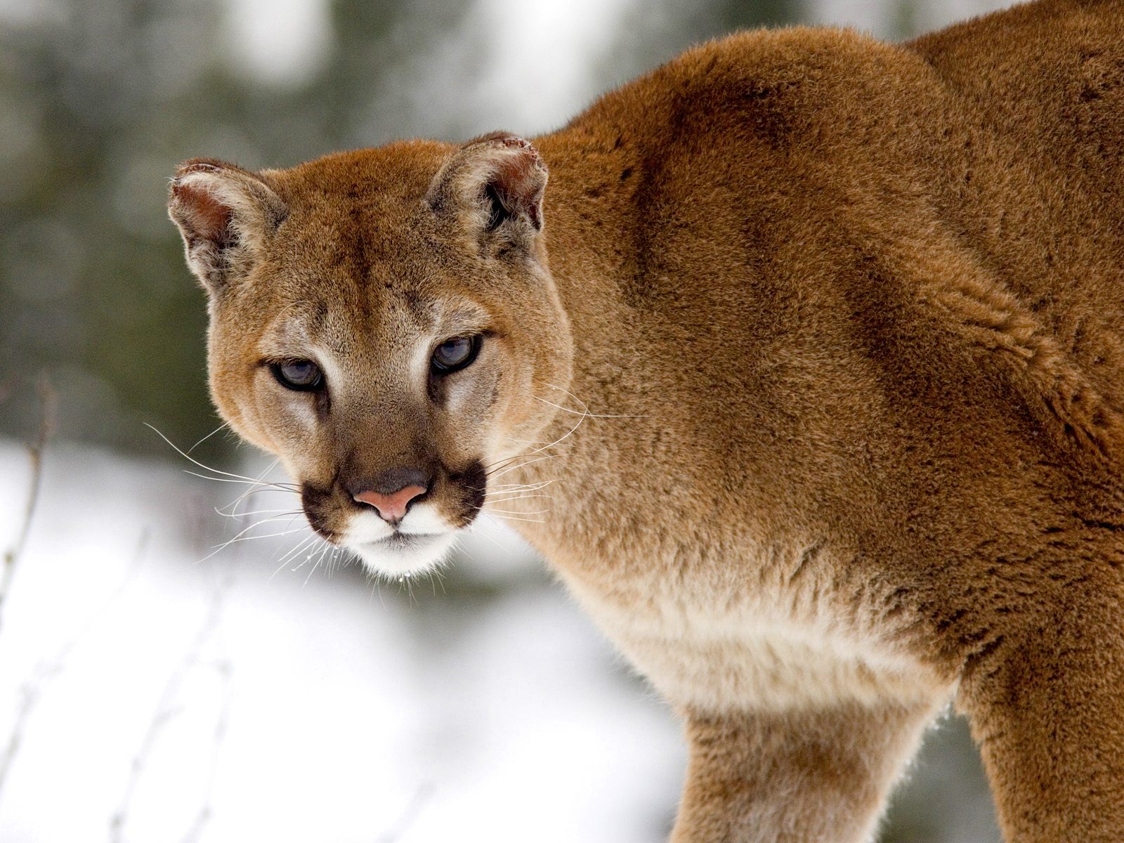 Description of Animal: The head of the cat is around. The ears stand up straight. Cougars have powerful forequarters, neck, and jaw that helps