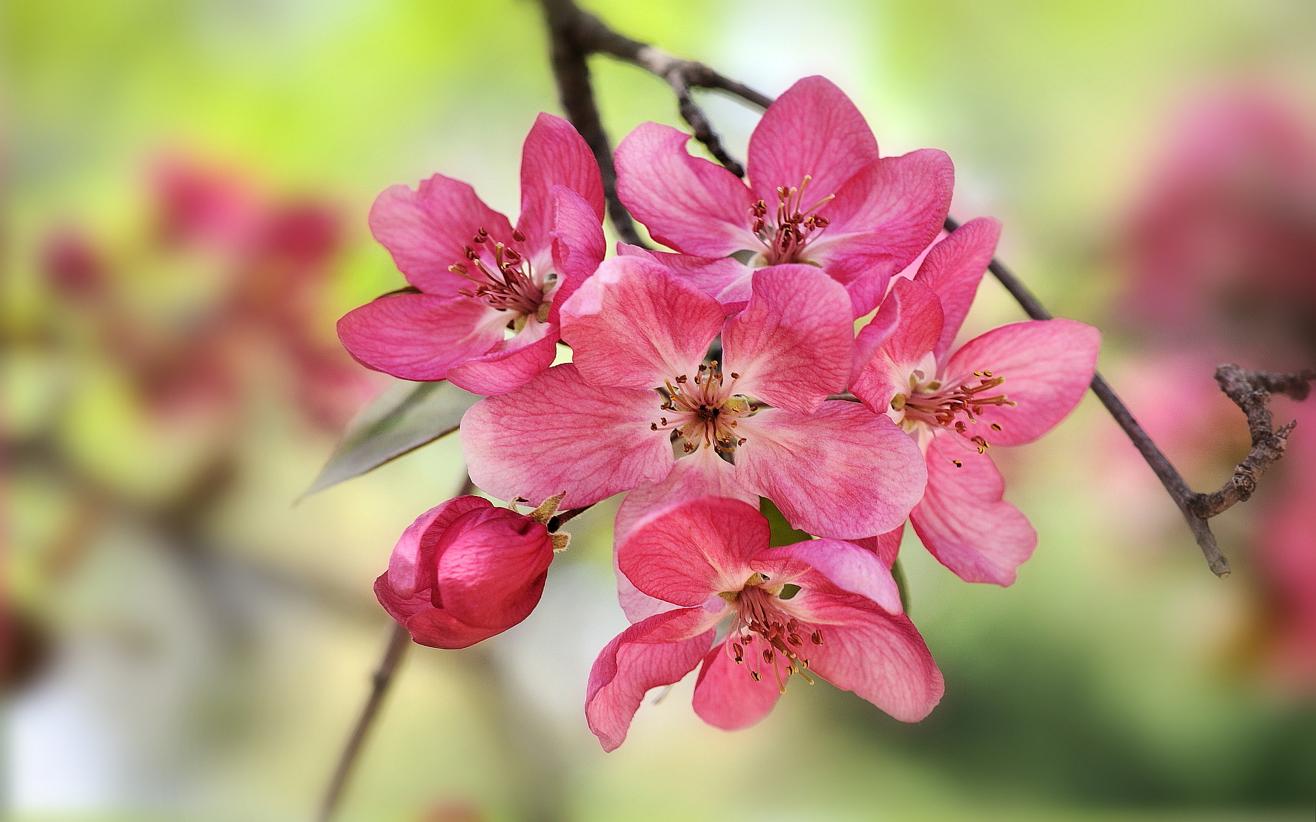 Crabapple blooms Wallpapers Pictures Photos Images. «