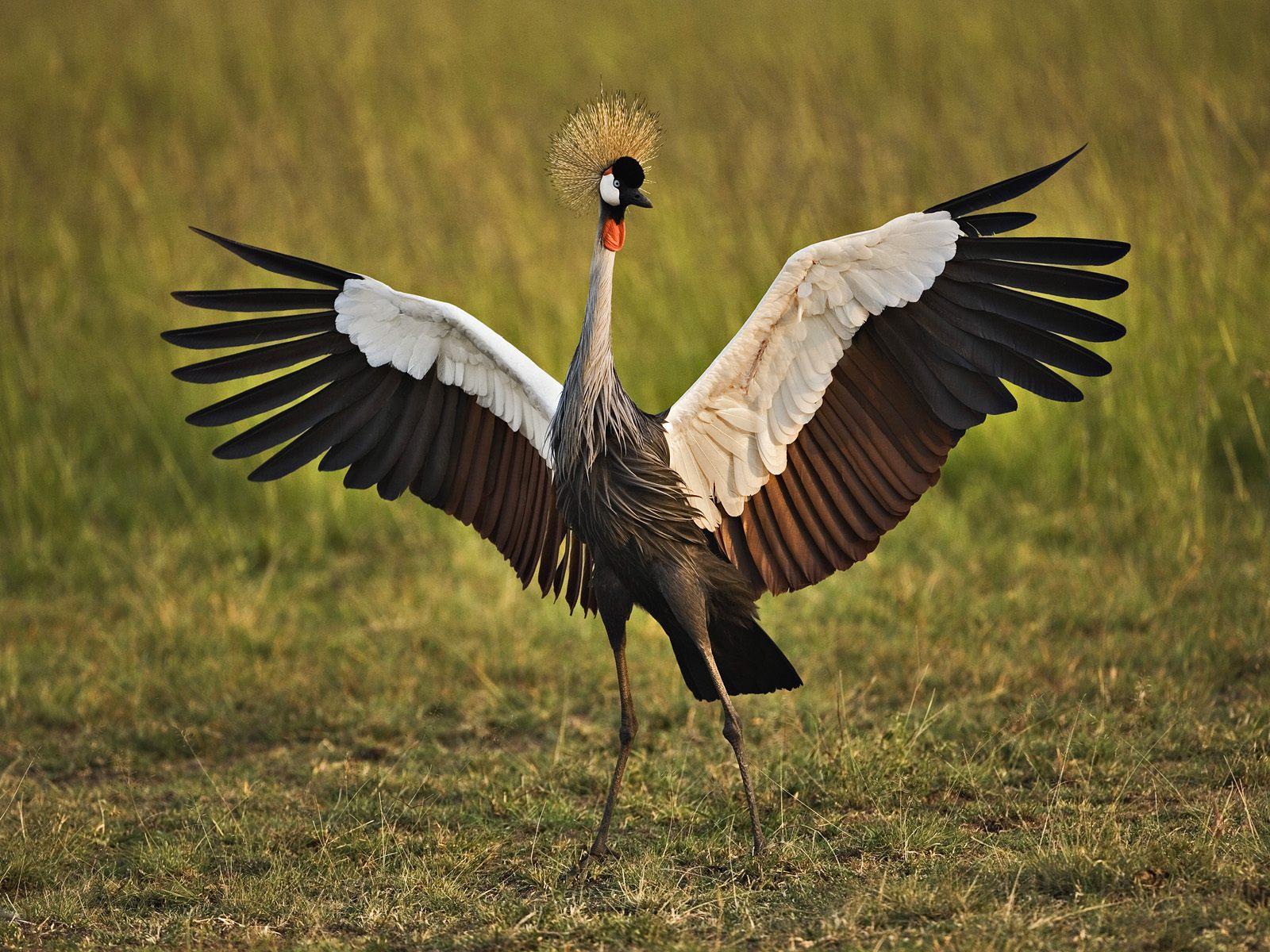 African crowned crane bird free wallpaper in free desktop backgrounds category: Crane-birds-wallpapers.