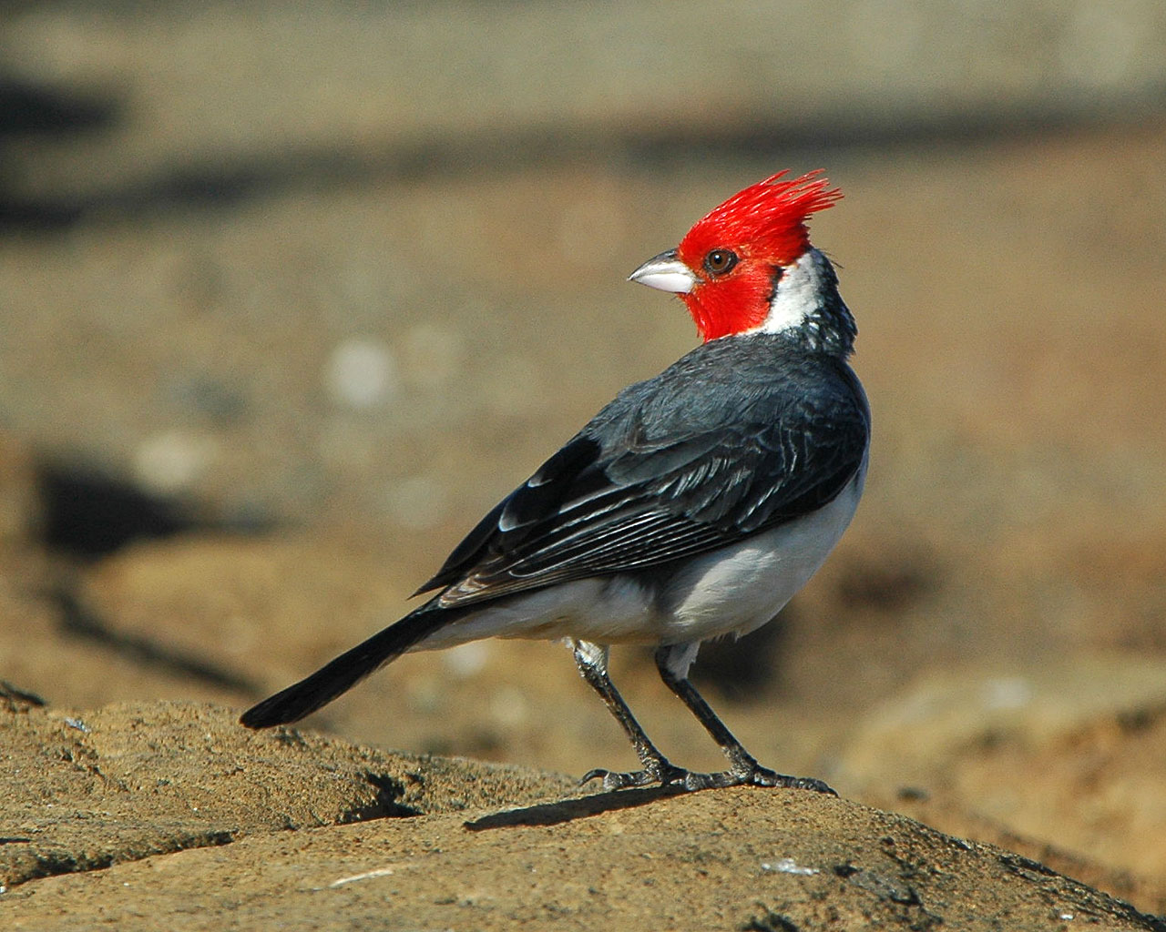 Crested Cardinal