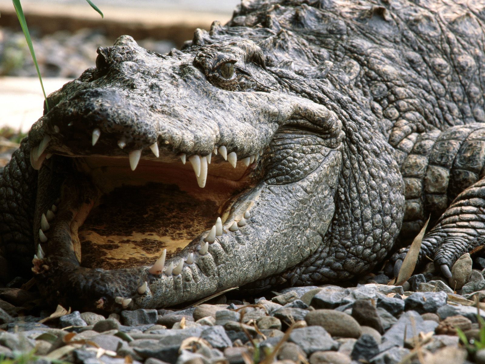 Siamese Crocodile Vietnam is one of the rarest crocodiles in the world