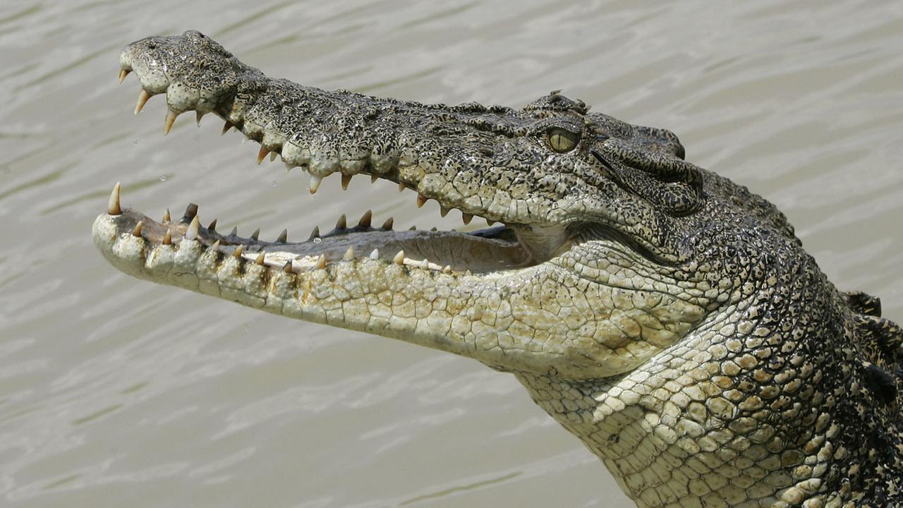A saltwater crocodile snaps at a piece of meat on the Adelaide river, 35 miles