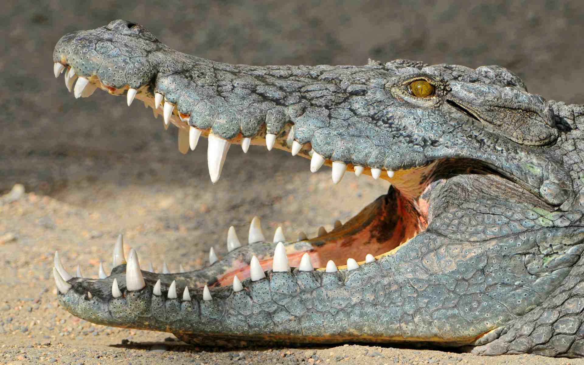 DOWNLOAD: crocodile with open mouth free picture 2560 x 1600