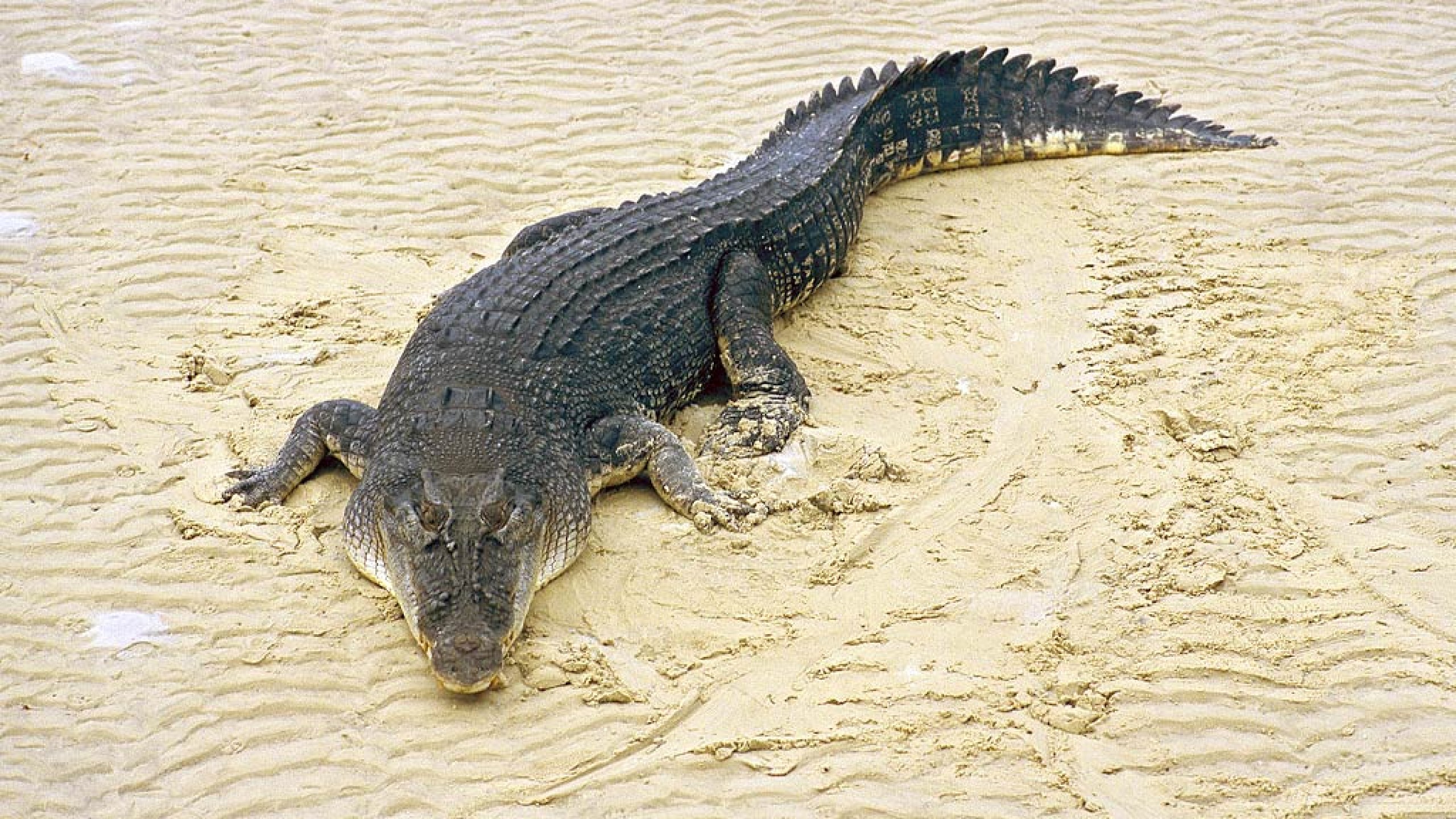 salt water crocodile hd wallpaper high resolution images widescreen desktop background wallpaper high definition picture