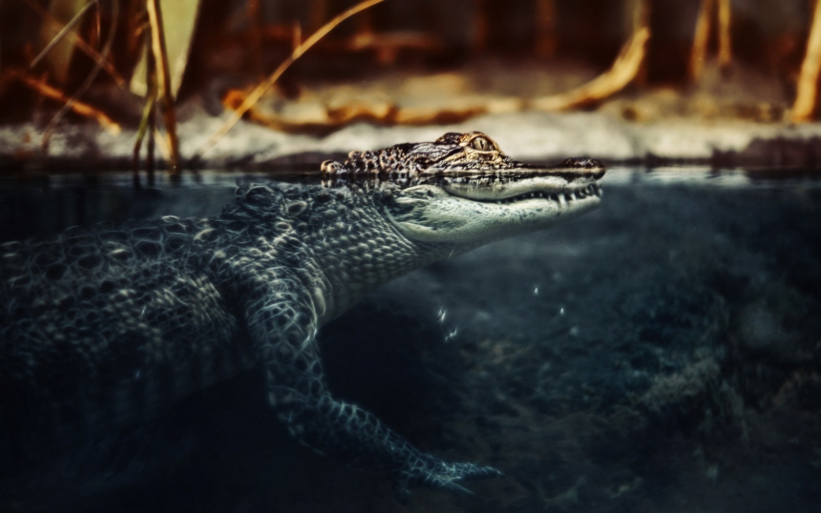 Crocodile Water Nature