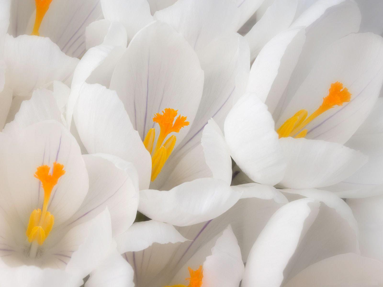 Crocuses Flowers White