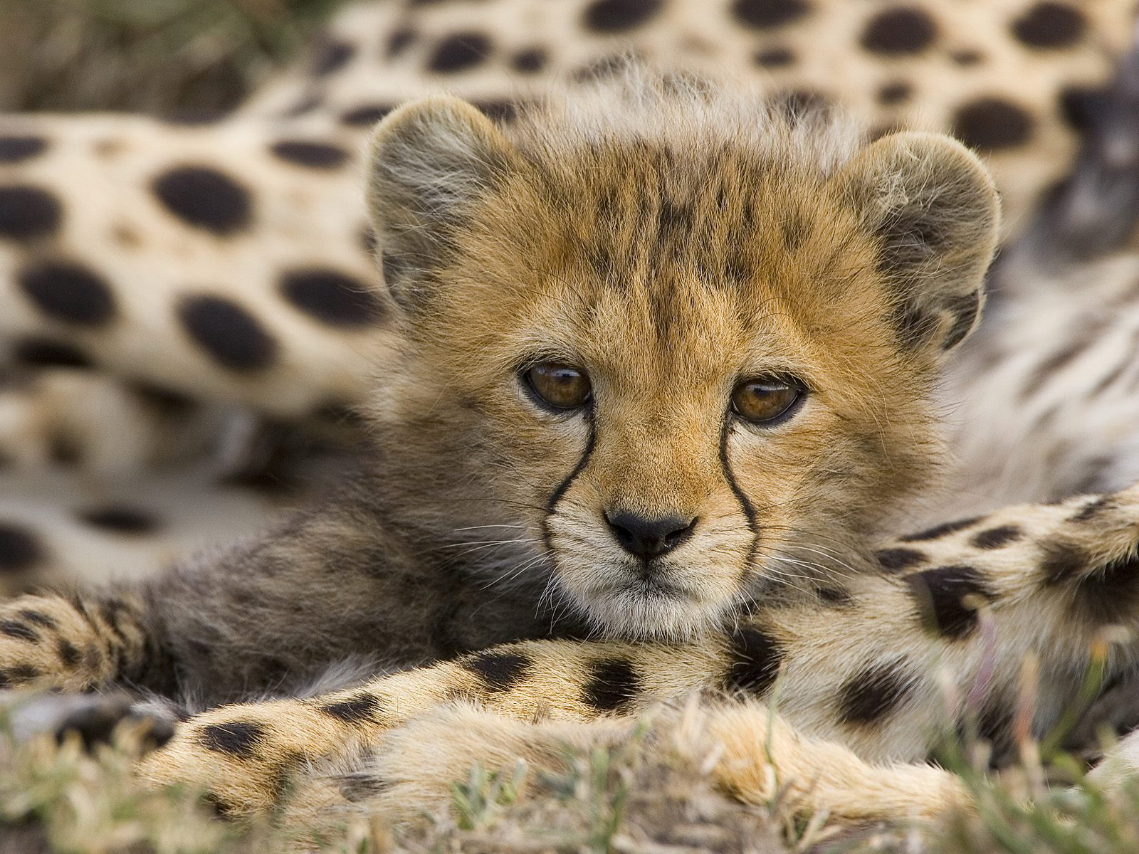 Animal Cubs Cheetah Cub