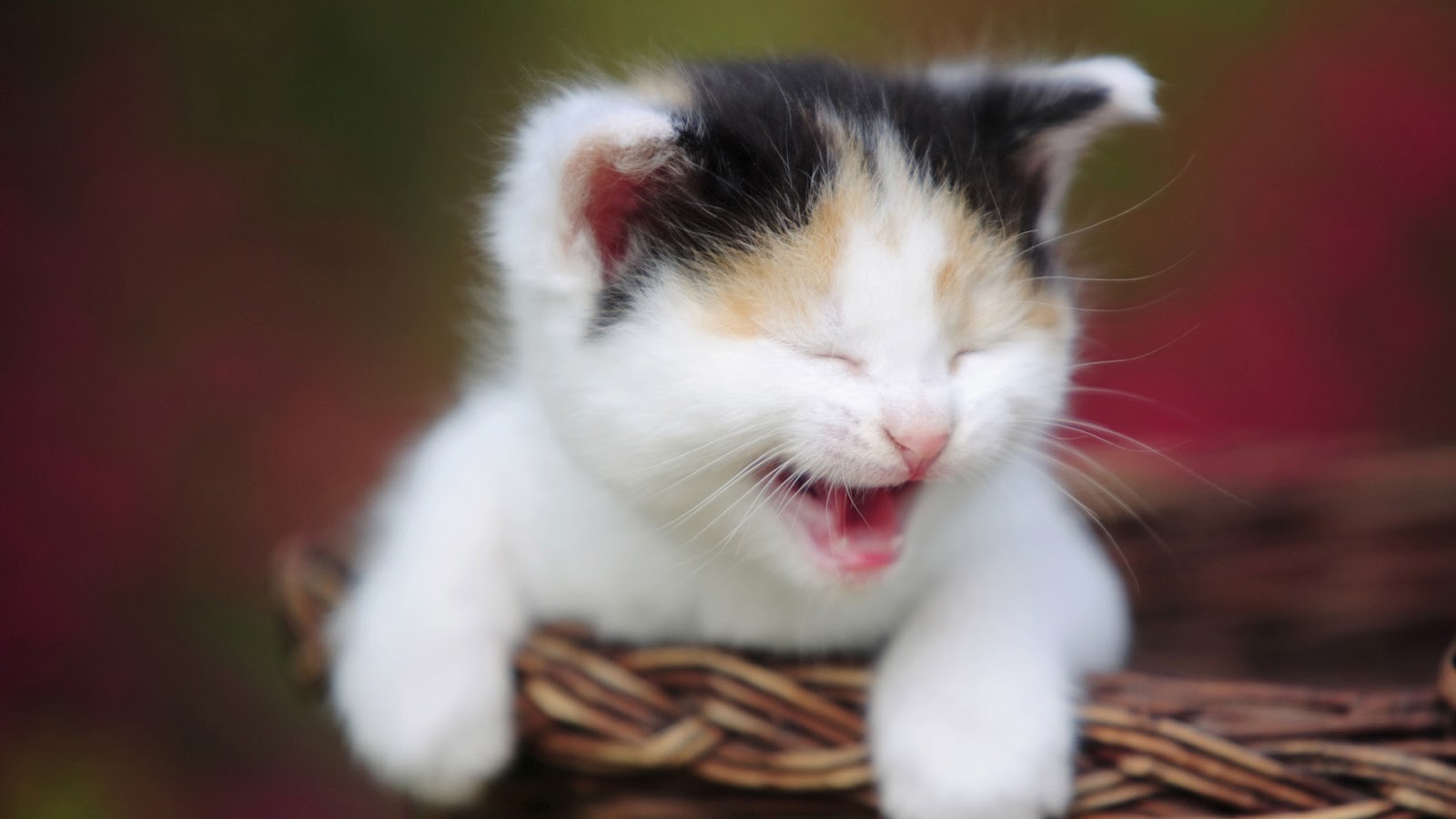 Baby cat crying image