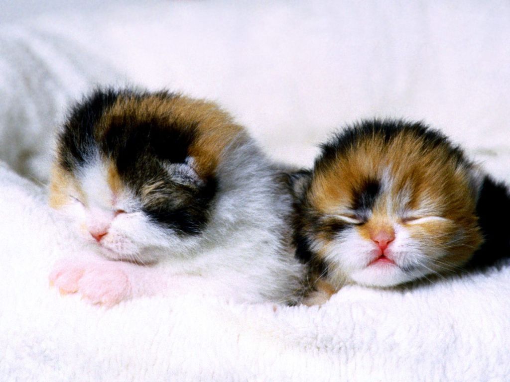Cute Baby Kittens Wallpaper 1024x768