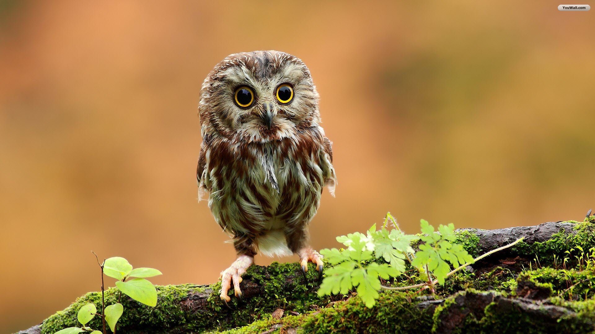 Cute Baby Owl Wallpaper