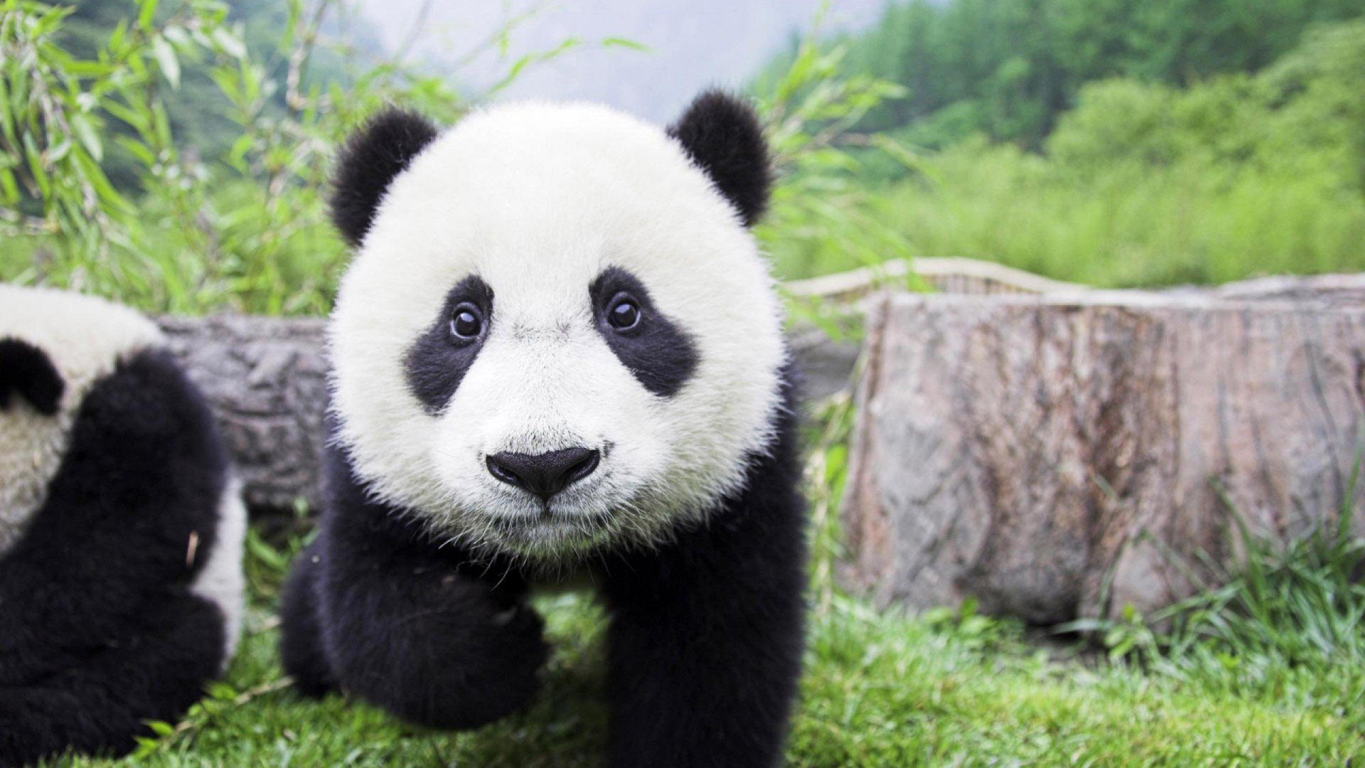 Cute Baby Panda One Million Wallpapers HD Wallpapers For Lumia