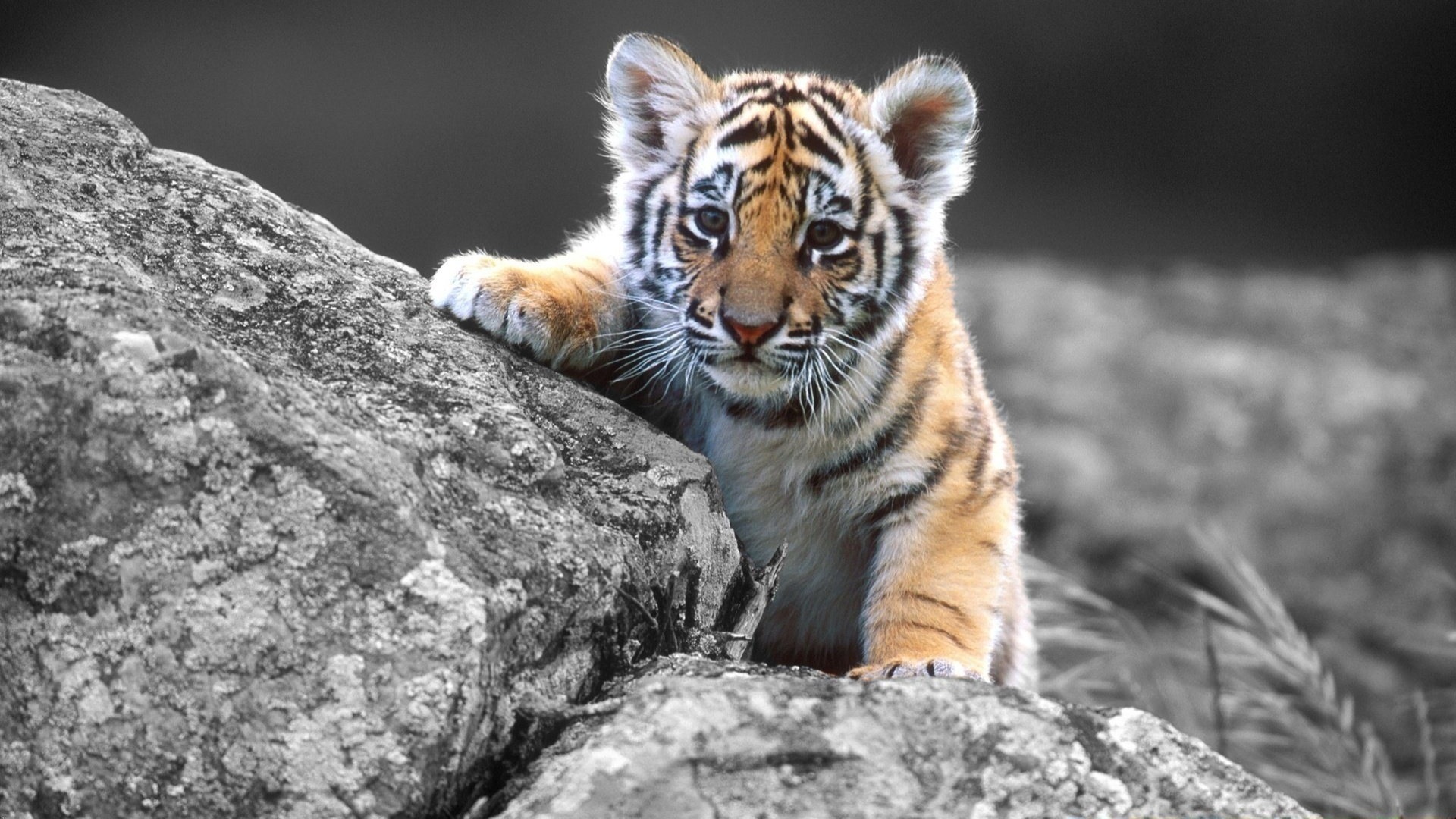 Cute Baby Tiger 30499 1600x1200 px