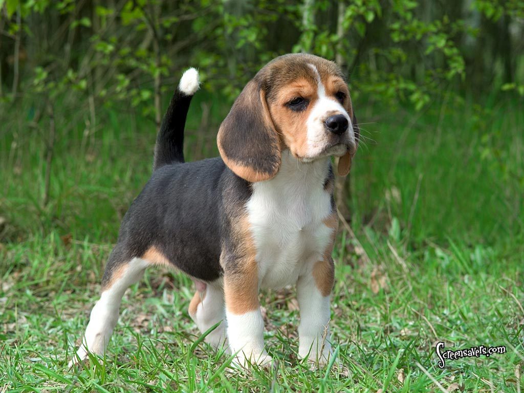Beagles Here is a super cute beagle