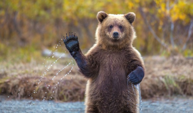This friendly grizzly bear waved at the camera. Credit: Kevin Dietrich/Solent News