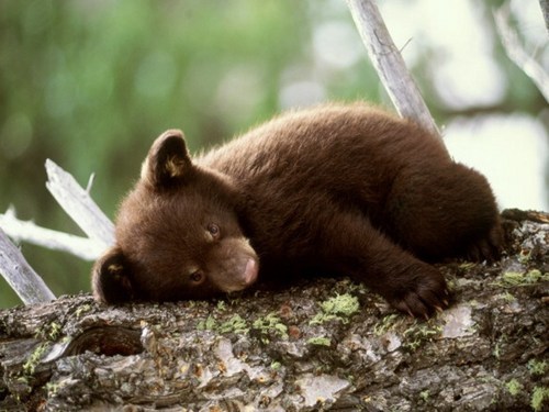 Cute Bear Pictures #7
