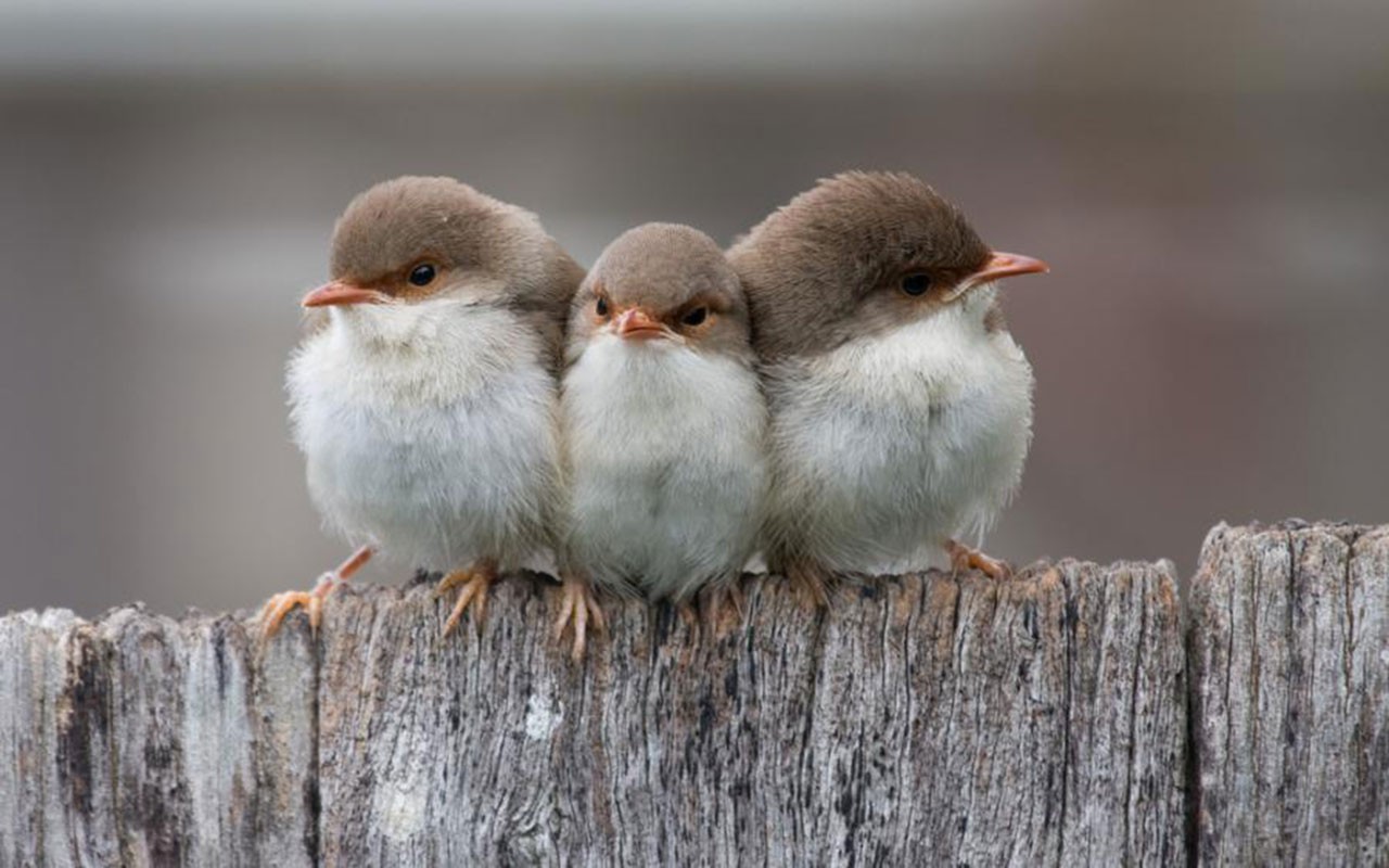 Kinds Of Cute Birds