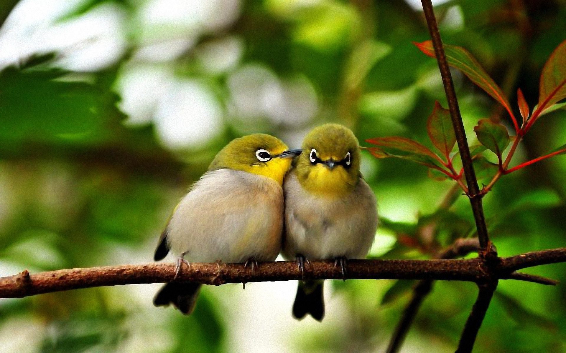 Cute Birds Couple Images