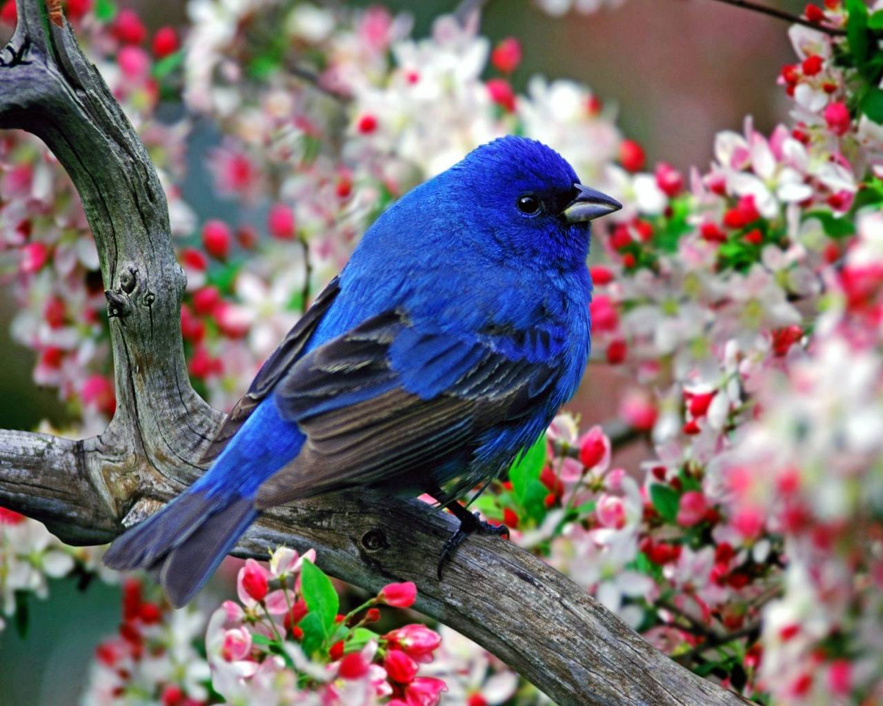 beautiful-colorful-cute-birds-wallpapers, beautiful-colorful-cute-