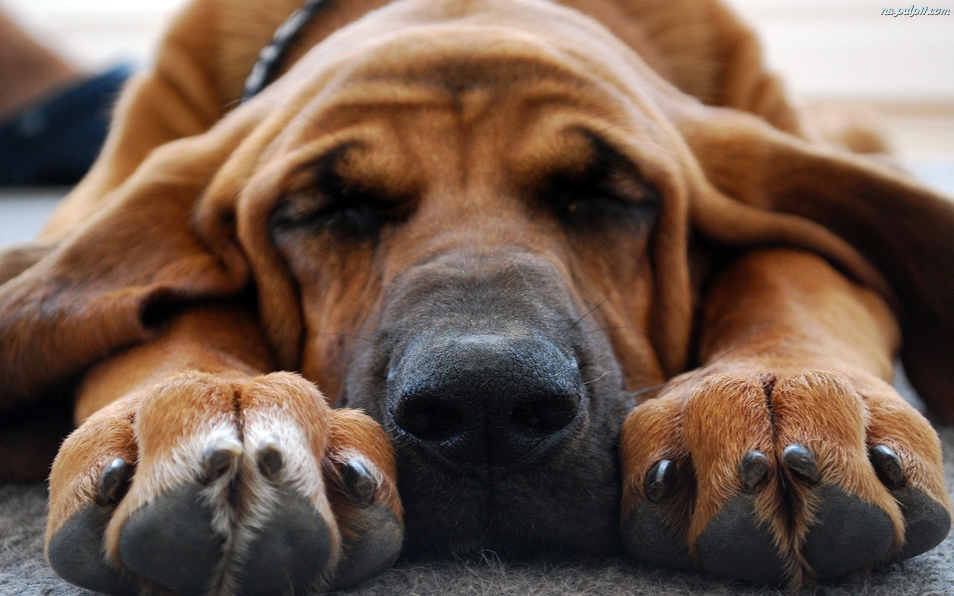 Funny-Bloodhound-Dog-Wallpaper-Picture.jpeg