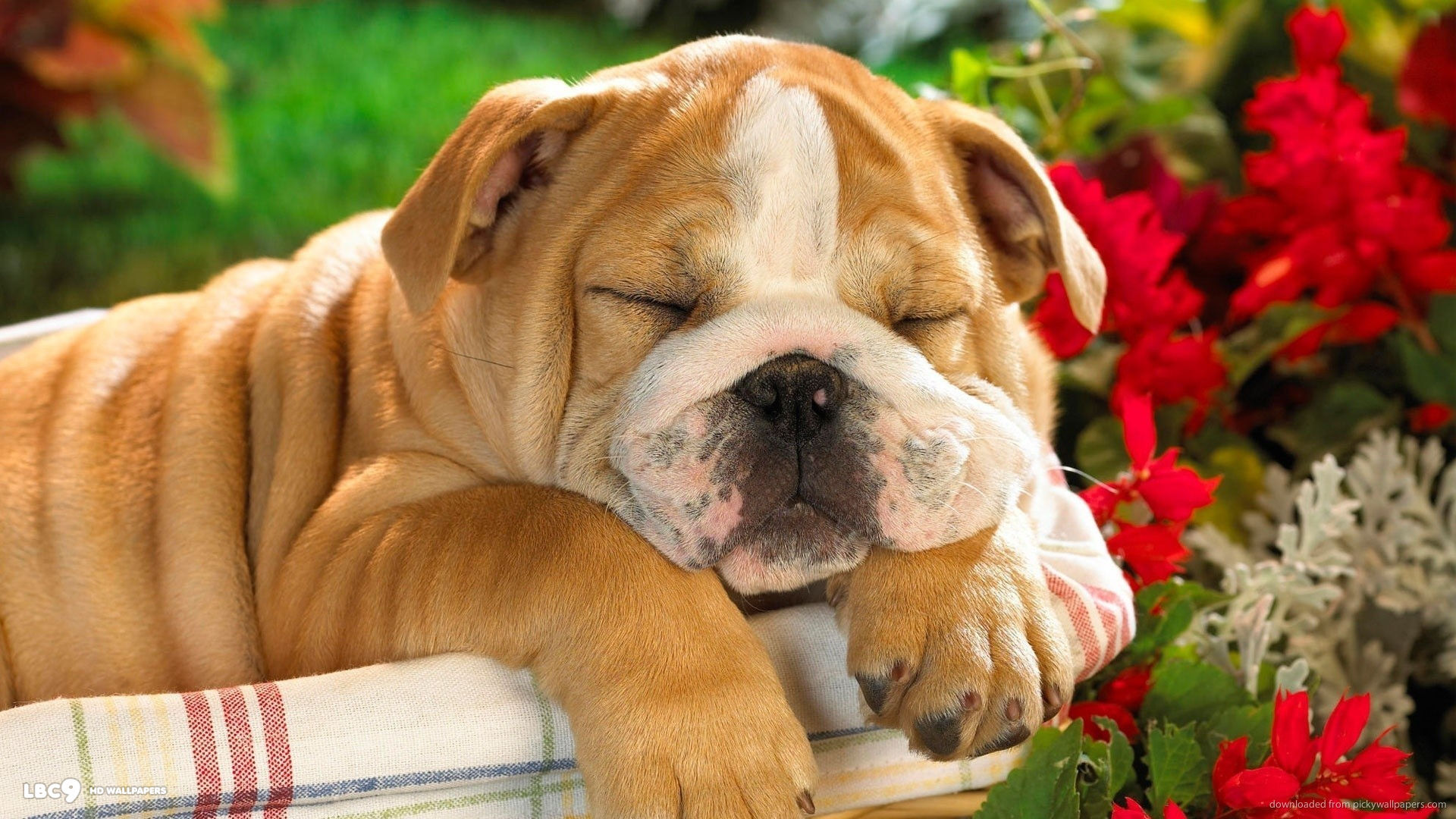 cute bulldog puppy sleeping in a basket