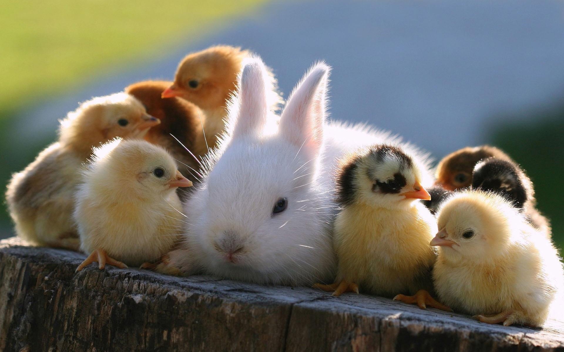 Cute Bunny With Little Chicks