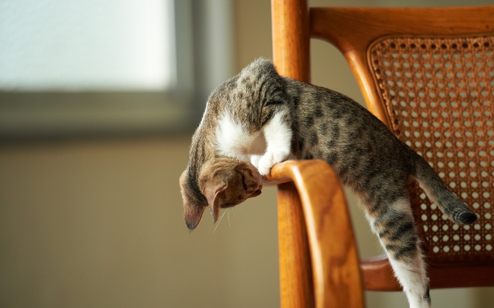 Cute cat chair