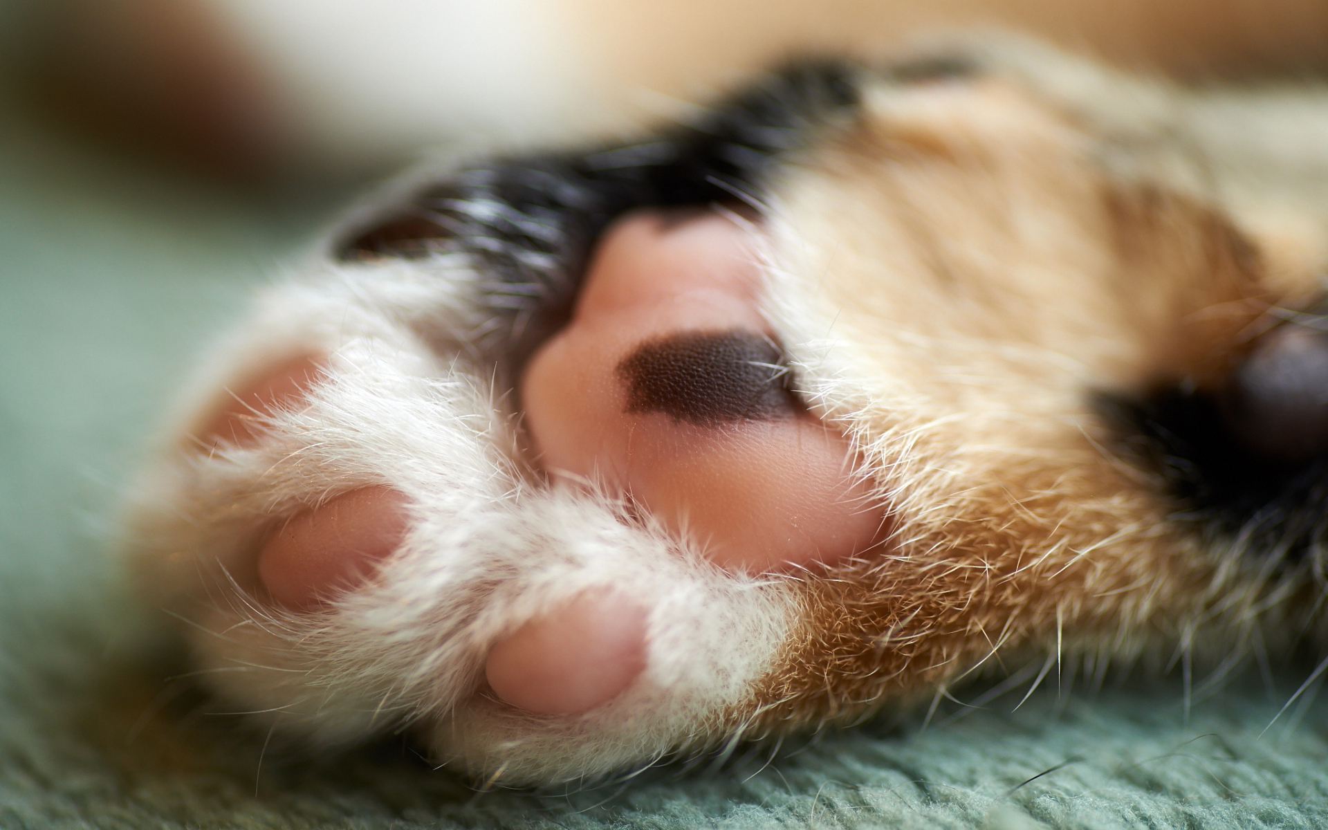 Cute cat paw