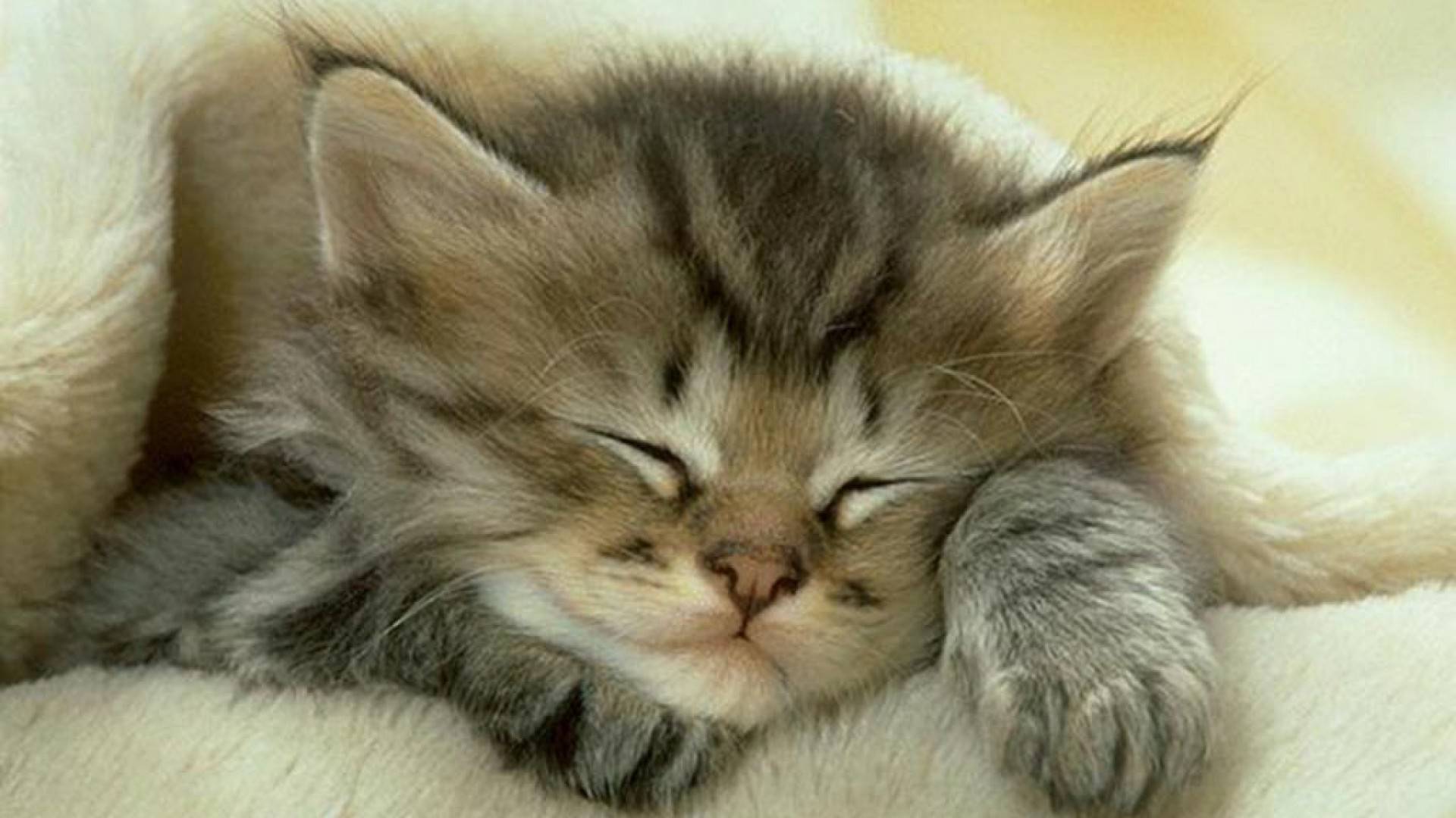Cute cat sleeping