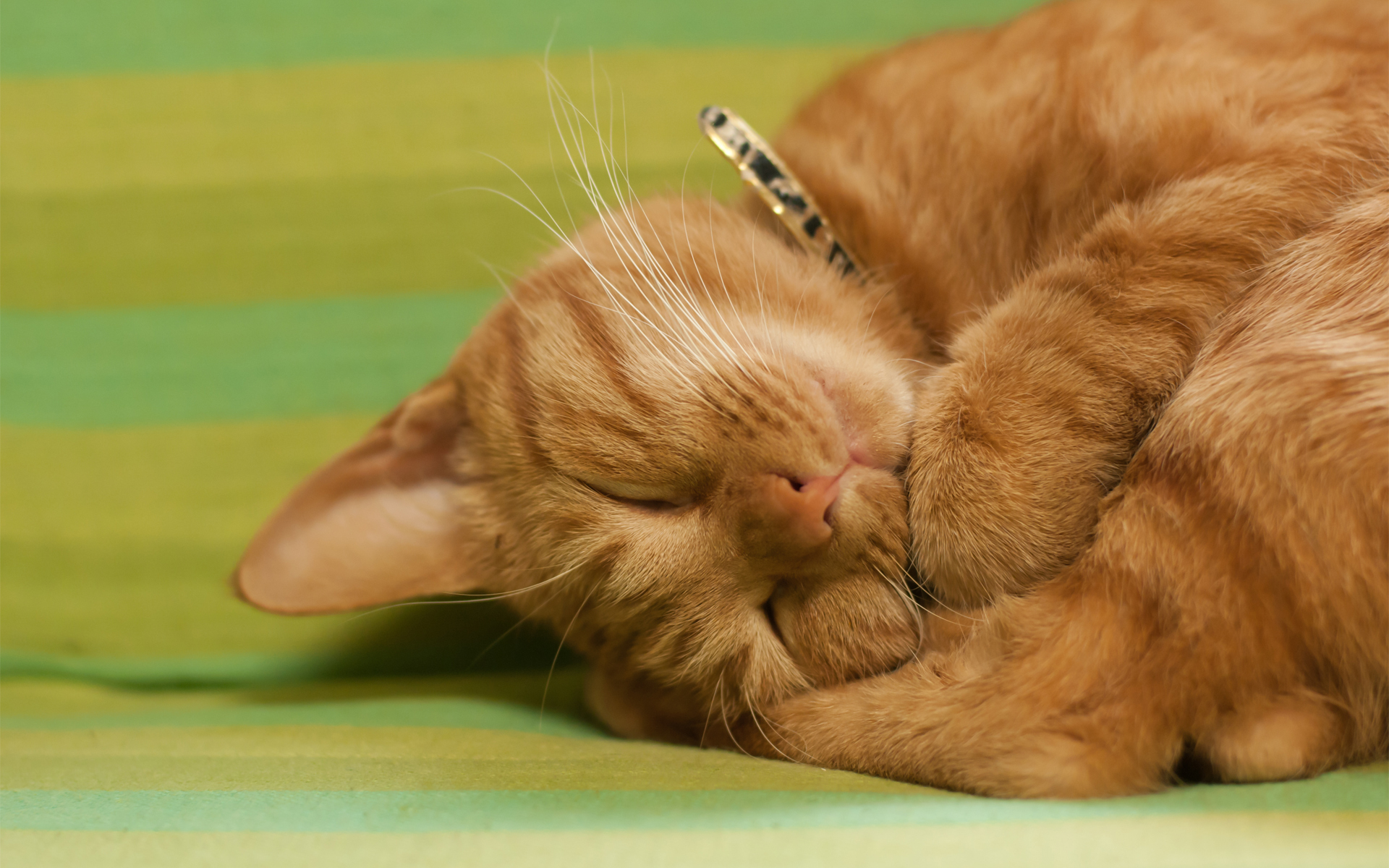 Cute cat snooze Wallpapers Pictures Photos Images. «