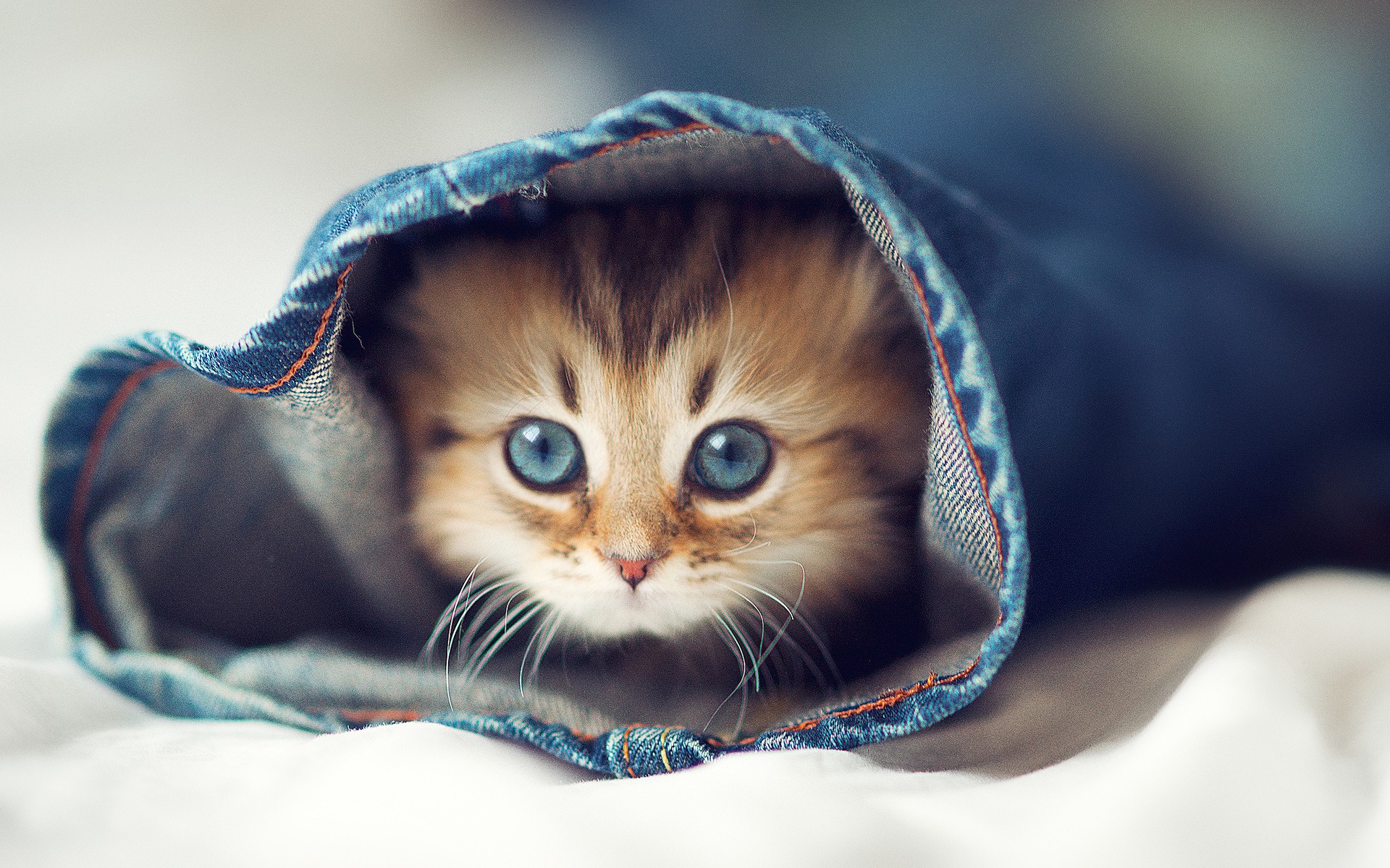 Cute Cat Background Wide Wallpaper Ehiyo Xpx On