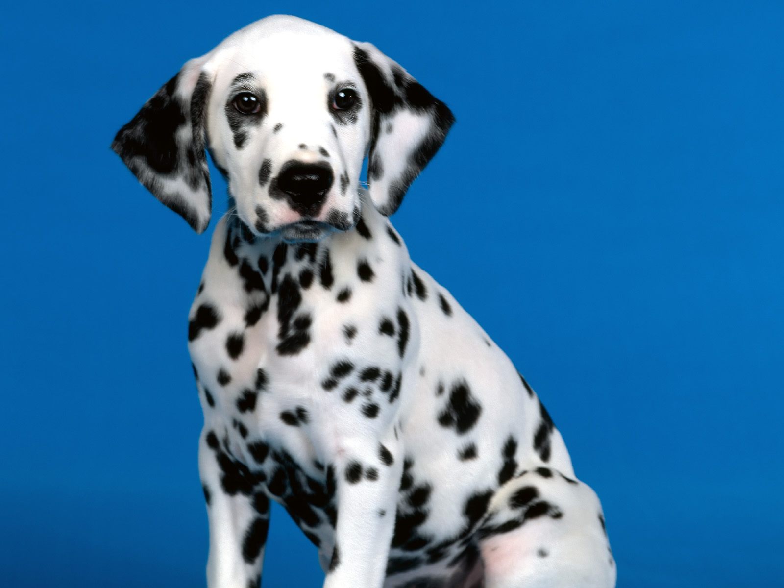 hd wallpapers blue background dalmation dog cool desktop images widescreen