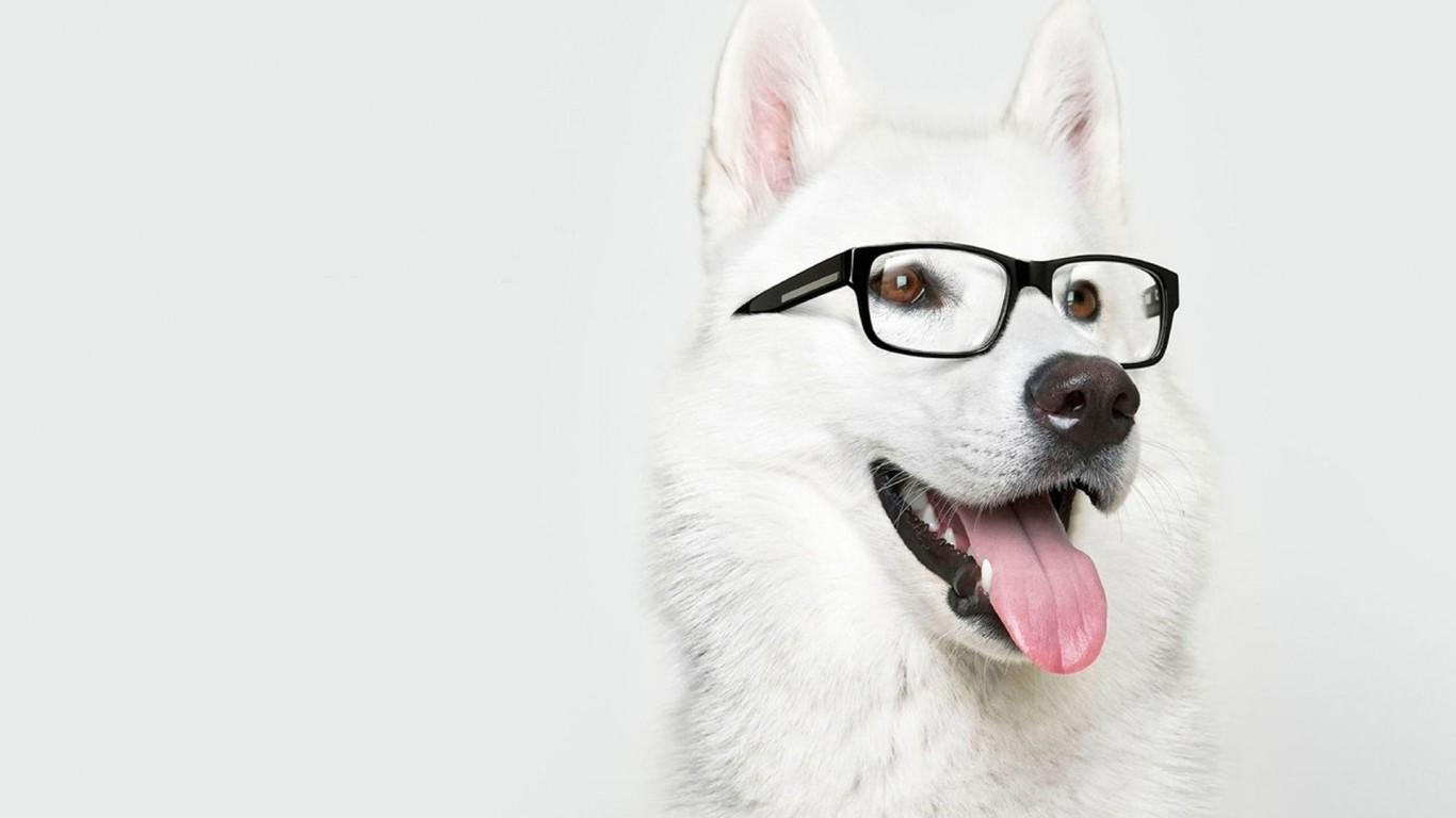 Cute Dog with Glasses Wallpaper