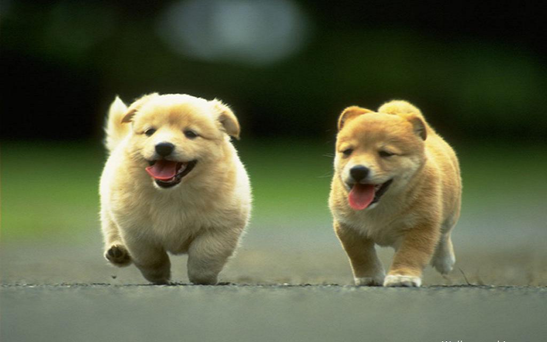 Cute Dogs