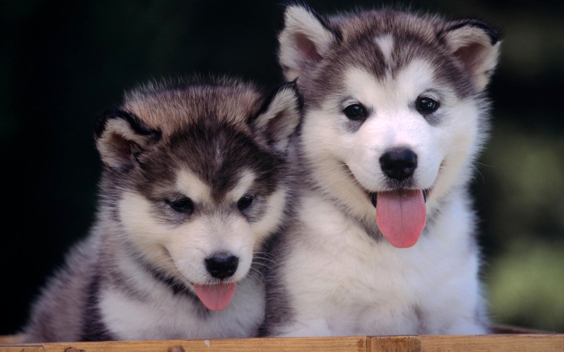 Cute Husky Puppies