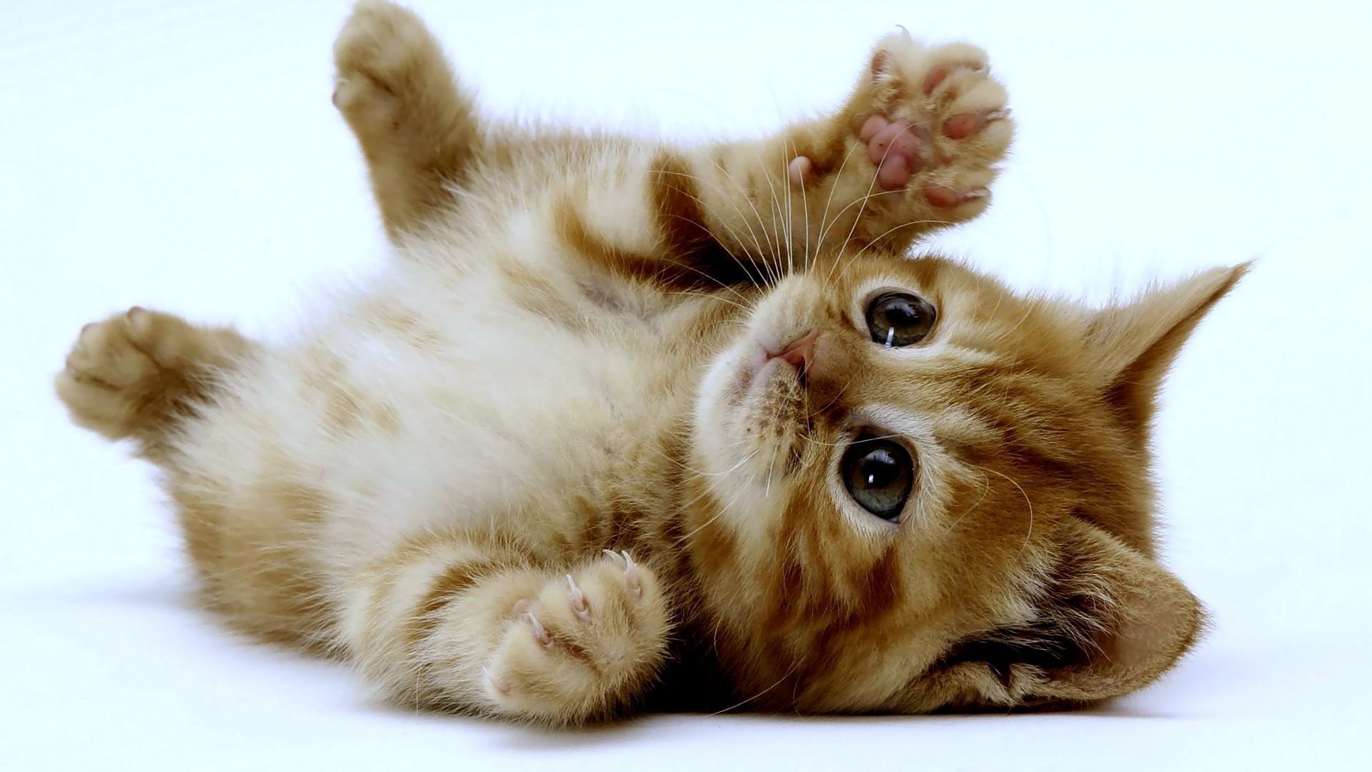 Cute-Kittens-1-Wallpaper-HD
