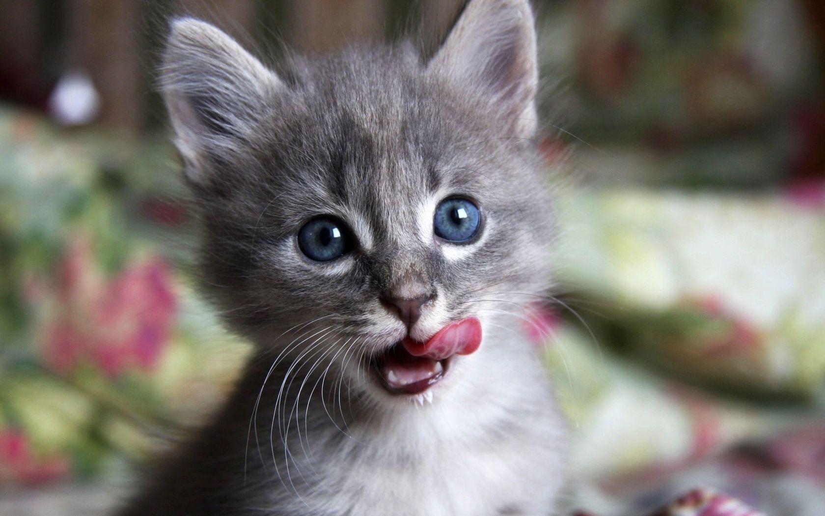 Wallpaper Tags: photography kitty blue eyes grey kitten sweet cute adorable