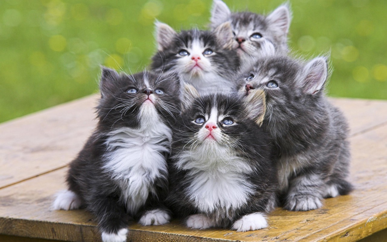 Cute kitties