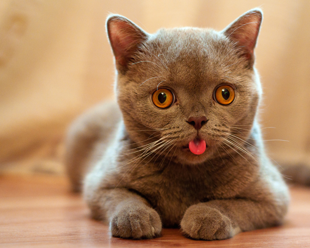 Cute kitty tongue