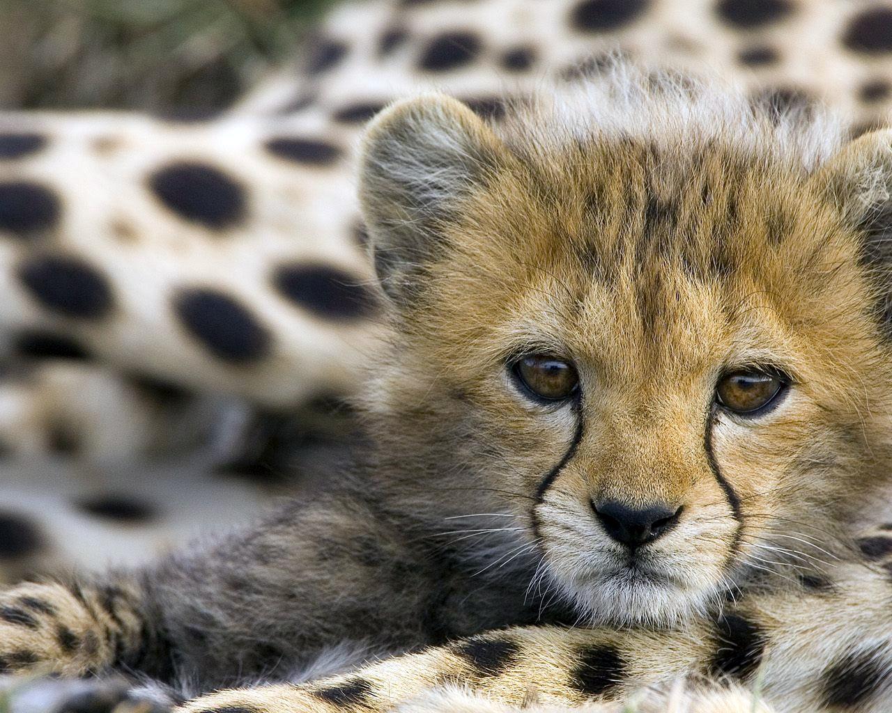 Cute leopard cub